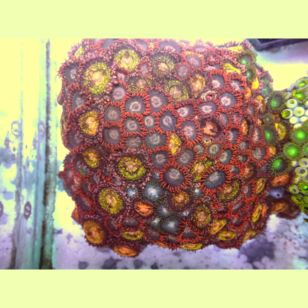 Load image into Gallery viewer, Zoa Colony
