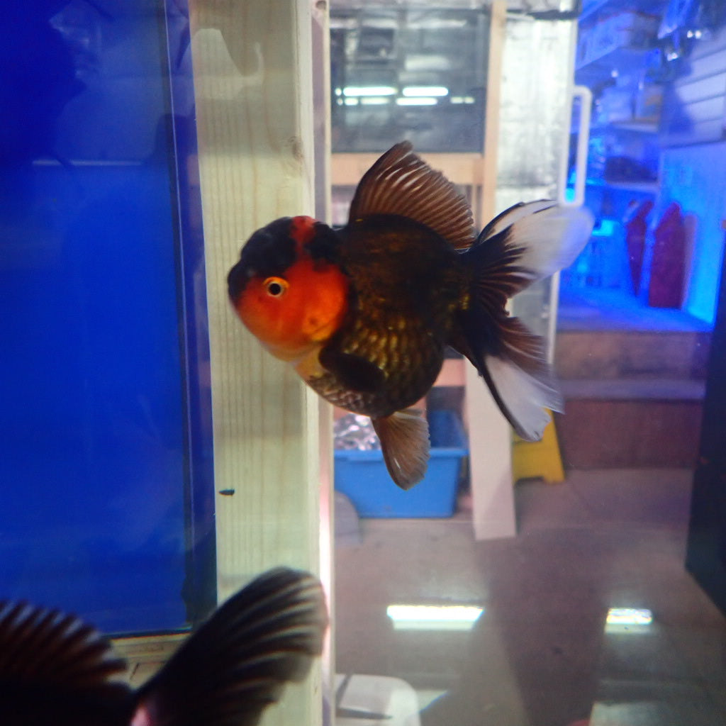 Load image into Gallery viewer, Fancy Goldfish Oranda 10cm
