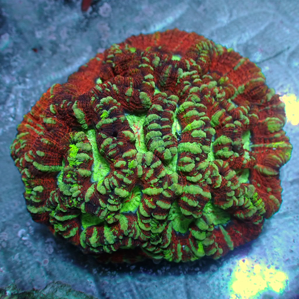 Load image into Gallery viewer, Symphyllia ultra wilsoni coral
