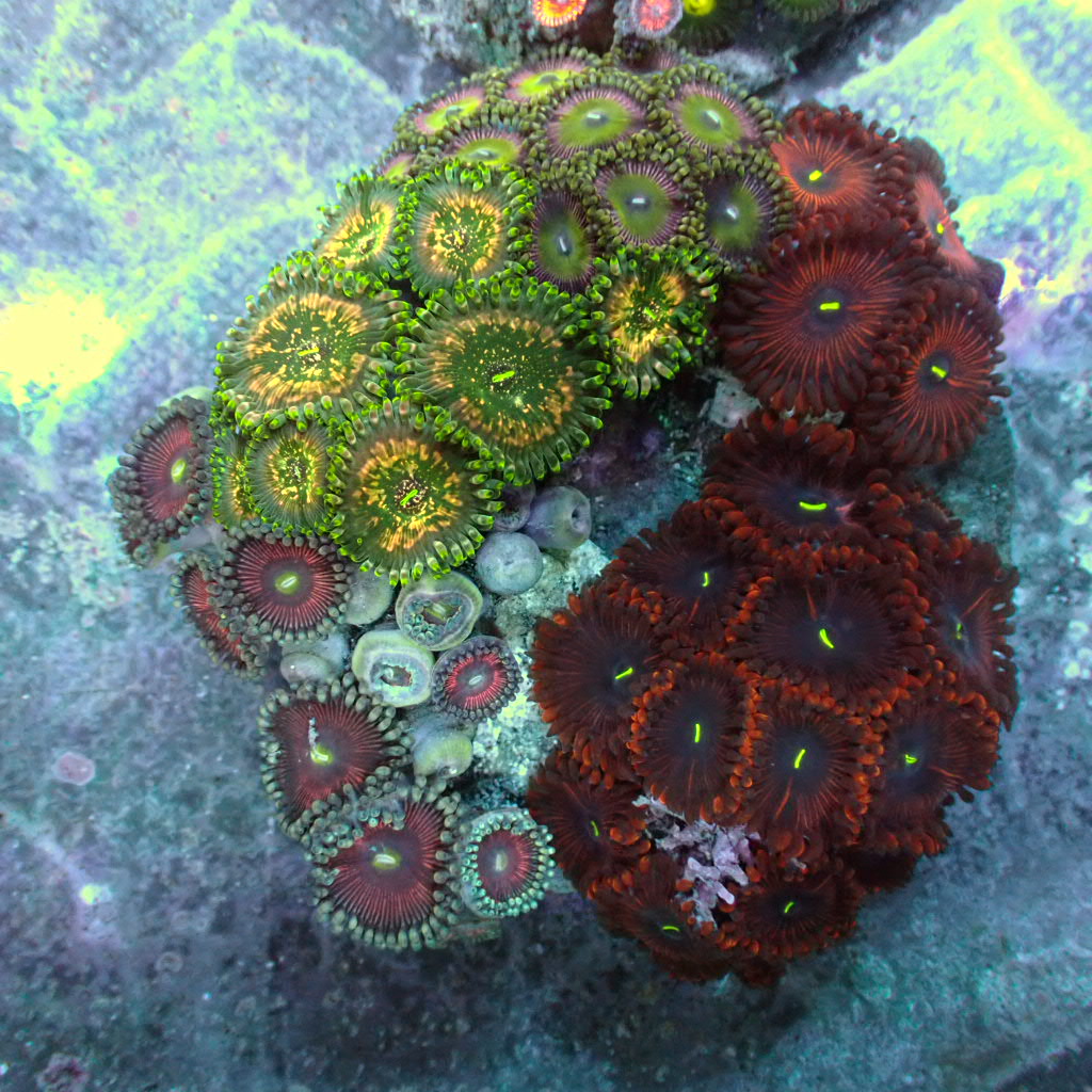 Load image into Gallery viewer, Zoa garden
