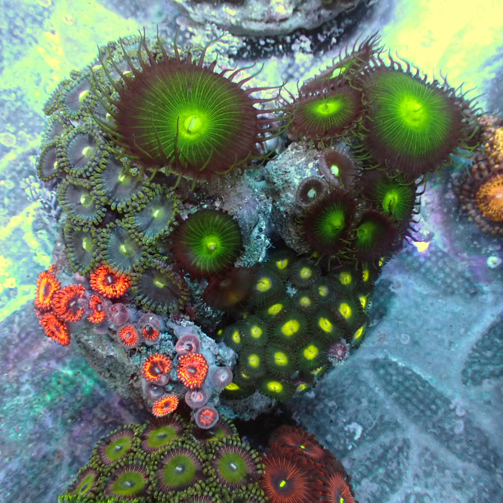 Load image into Gallery viewer, Zoa garden
