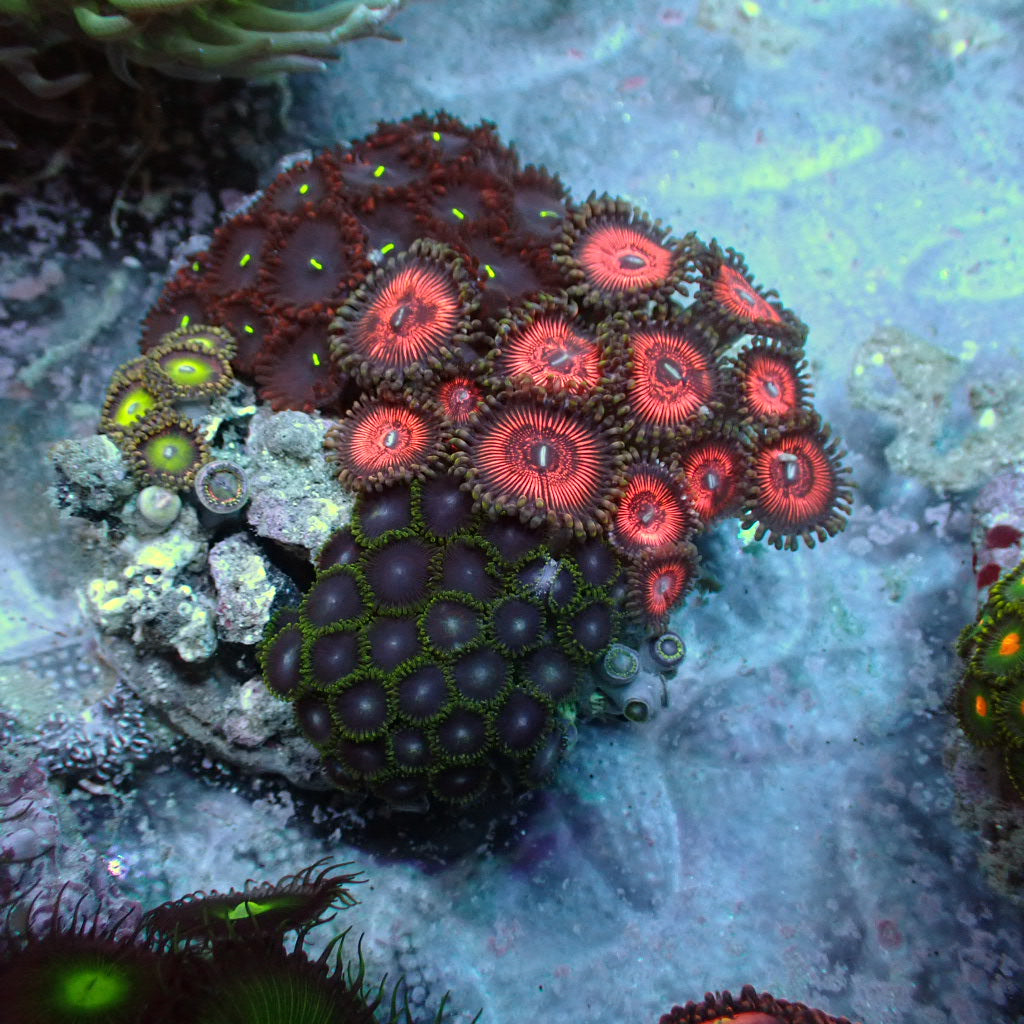 Load image into Gallery viewer, Zoa garden
