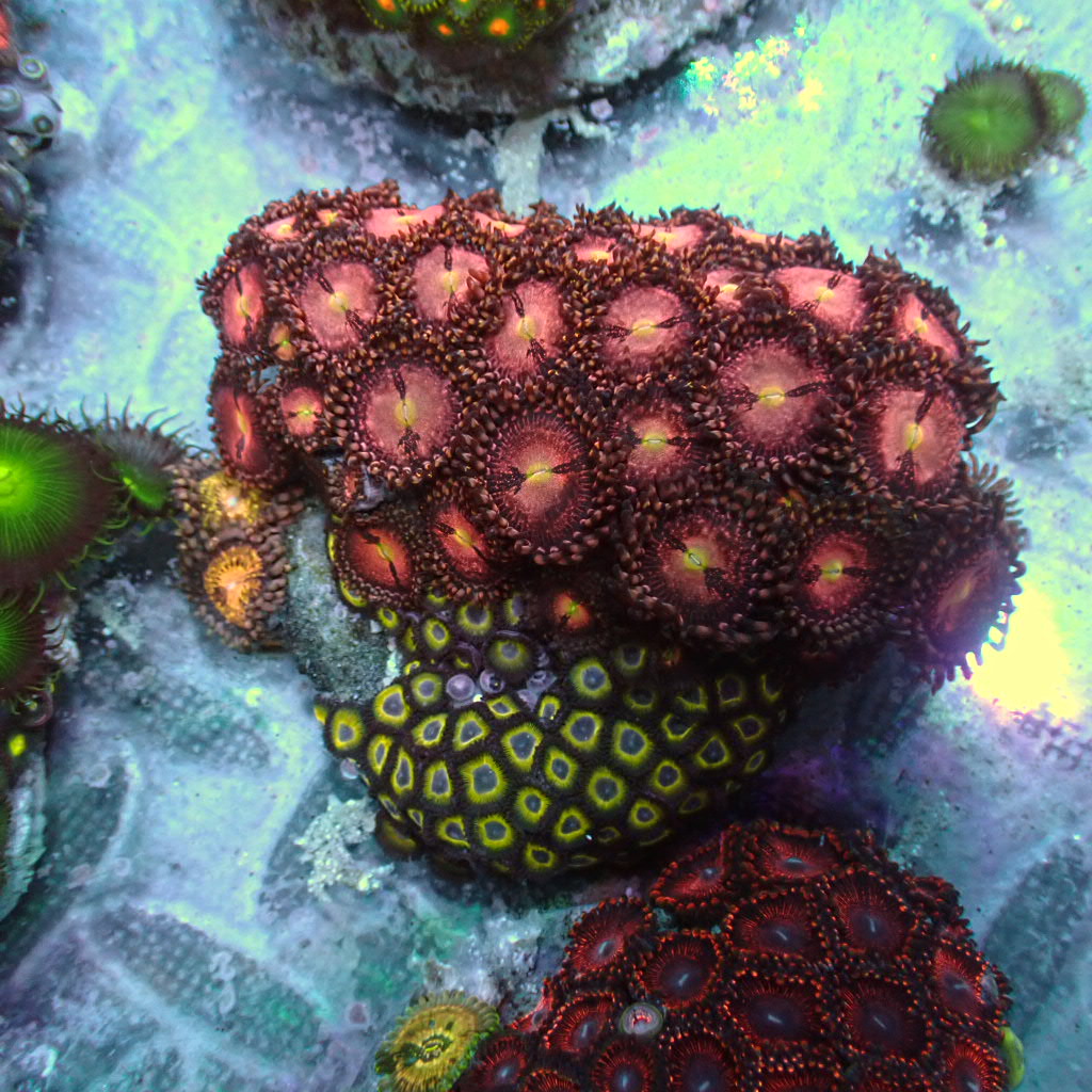 Load image into Gallery viewer, Zoa garden
