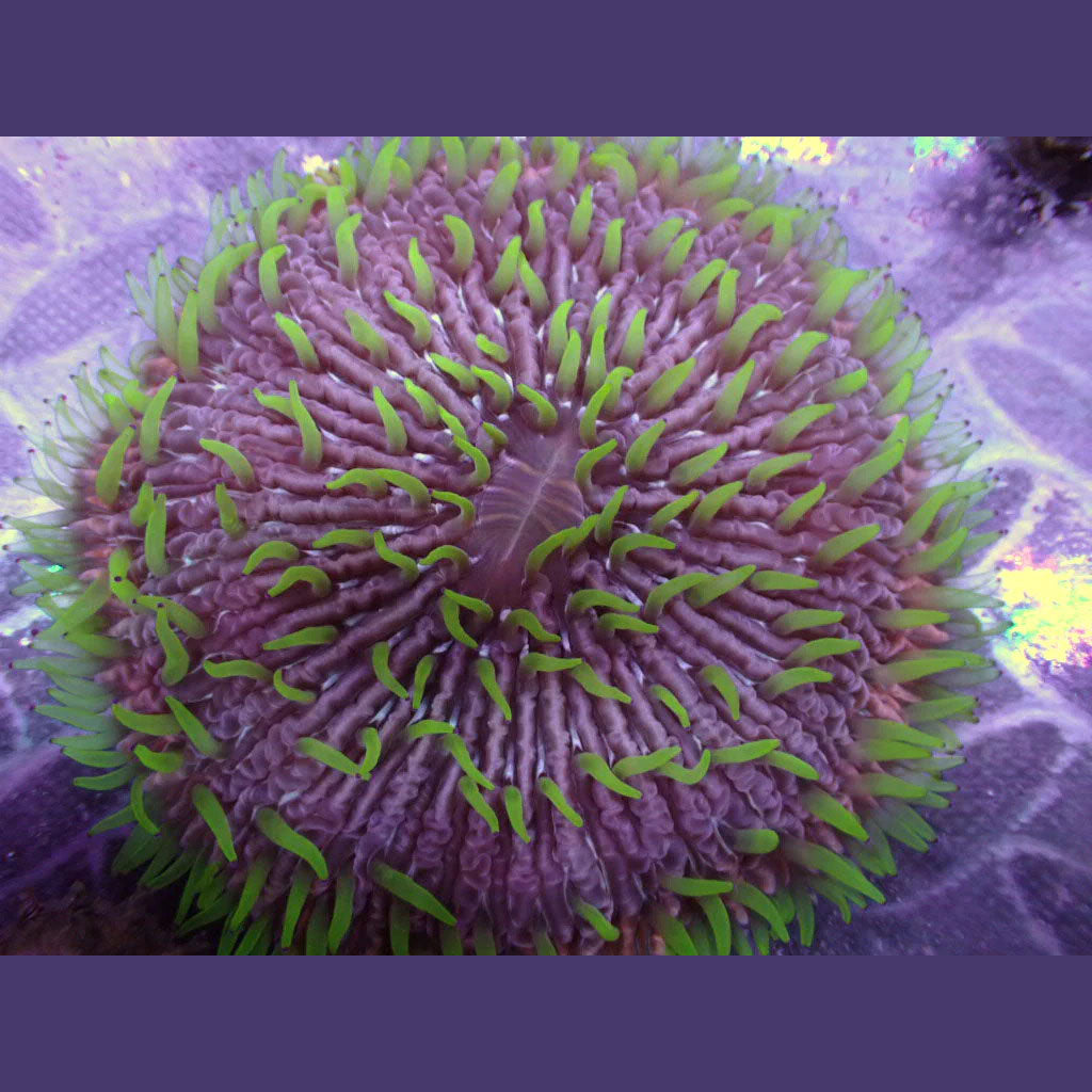 Load image into Gallery viewer, Tri-colour Fungia plate coral
