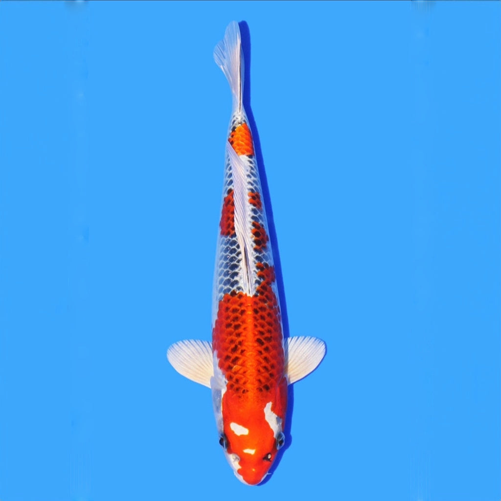 Load image into Gallery viewer, www.stockportmarineandkoi.co.uk
