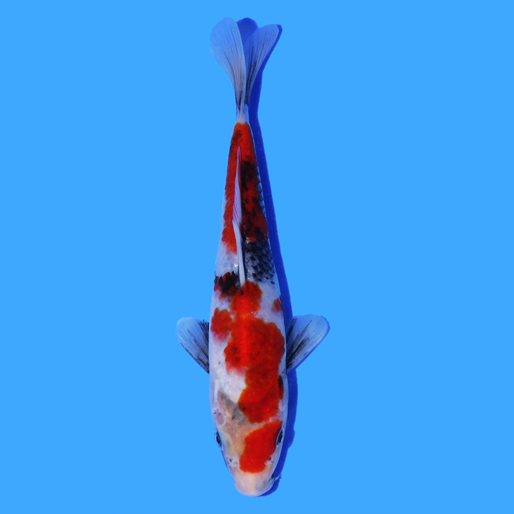 Load image into Gallery viewer, www.stockportmarineandkoi.co.uk
