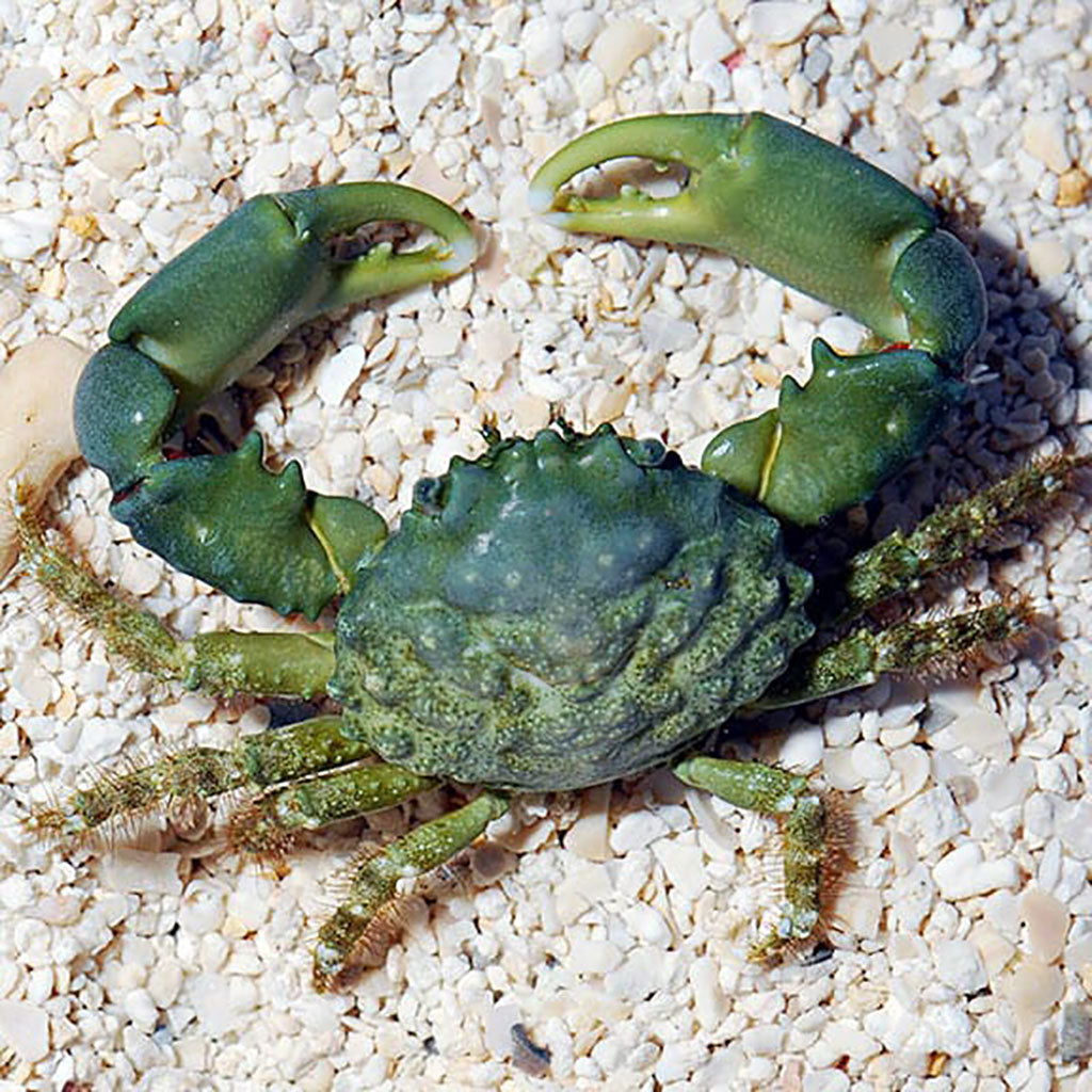 Emerald Crabs