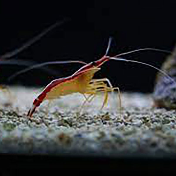 Cleaner Shrimps