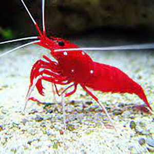 Fire Shrimps