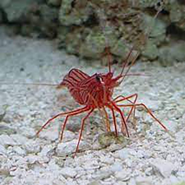 Peppermint Shrimps
