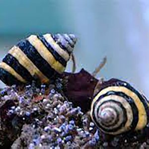 Bumble Bee Snails
