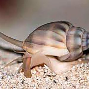 Nassarius Snails