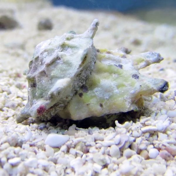 Astrea Snail