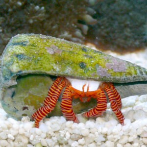 Halloween Crabs