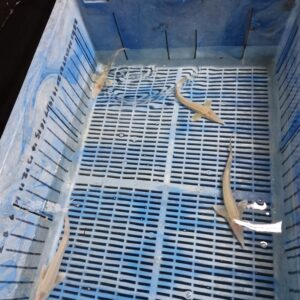 Albino Sterlets (Small) 7-10" Sturgeon