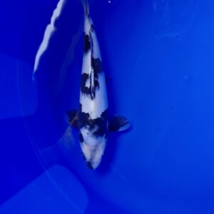 Japanese Koi Shiro 30cm