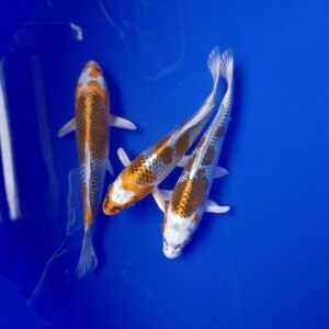 Japanese Koi Kujaku 20-22cm