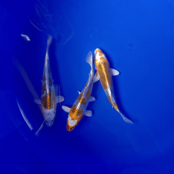 Japanese Koi Kujaku 20-22cm - Image 2