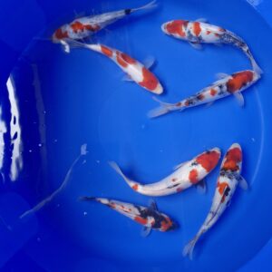 Japanese Koi Showa 22-28cm