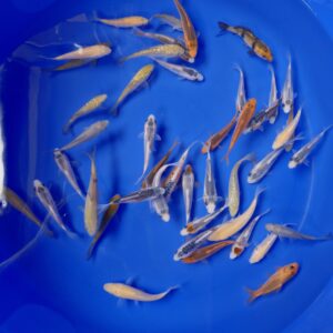 Japanese Koi 10-12cm