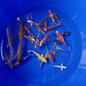 Japanese Koi 12-17cm