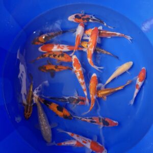 Japanese Koi 17-24cm