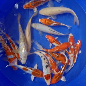 Japanese Koi 25-30cm