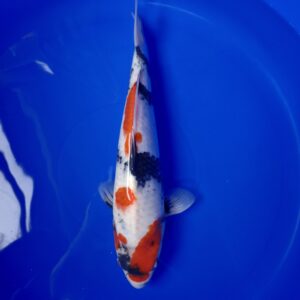 Japanese Koi  Showa 34cm