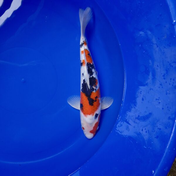Japanese Koi Sanke 36cm - Image 2