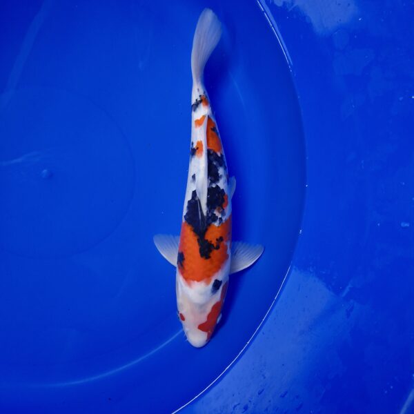 Japanese Koi Sanke 36cm - Image 3