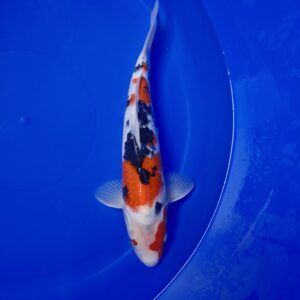 Japanese Koi Sanke 36cm