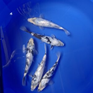 Japanese Koi Gin Rin Shiro 23-27cm