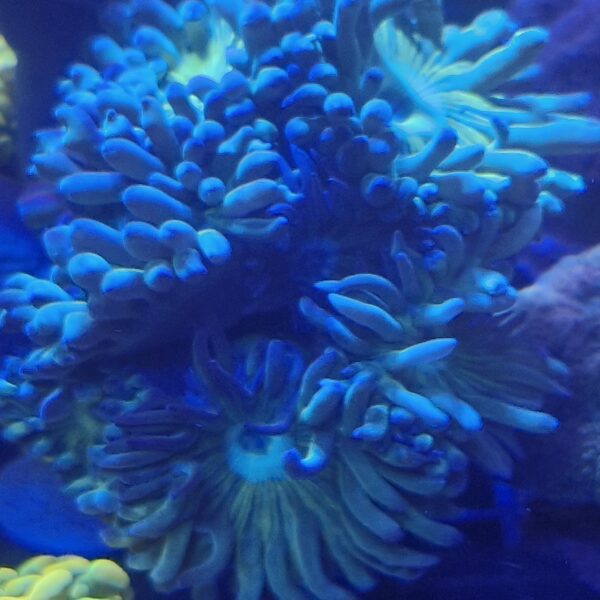 Australian Green Stem Duncan Frag 5-8 Head - Image 2