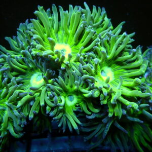 Australian Green Stem Duncan Frag 5-8 Head
