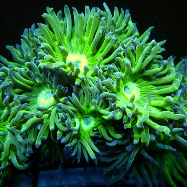 Australian Green Stem Duncan Frag 5-8 Head