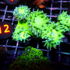 Australian Green Stem Duncan Coral