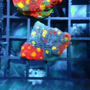 Jellybean Chalice (2)