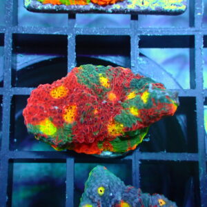 Jellybean Chalice(3)