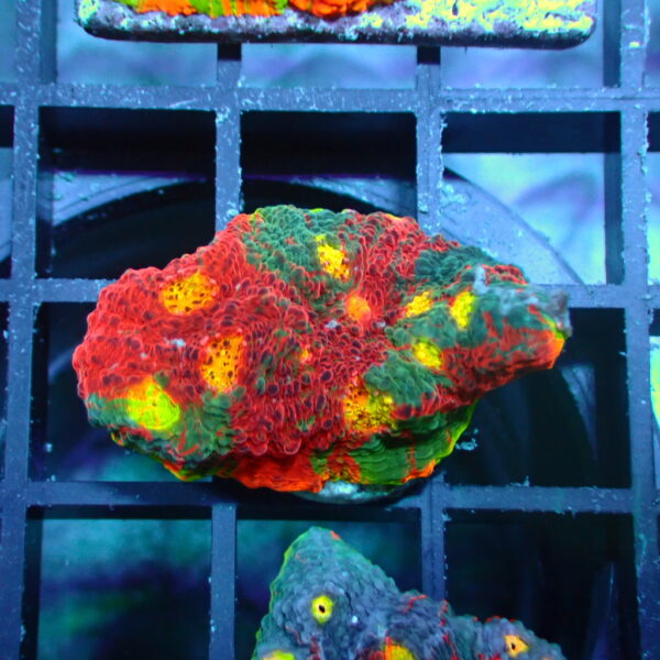 Jellybean Chalice(3)