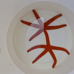 Orange Finger Starfish (Echinaster Sepositus)