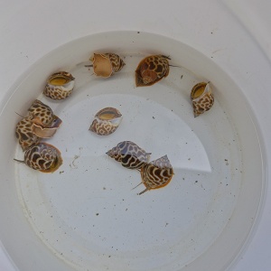 Snails-orange Marble(babylonia Formosae)