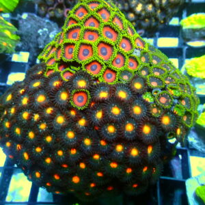 Zoas Garden 1