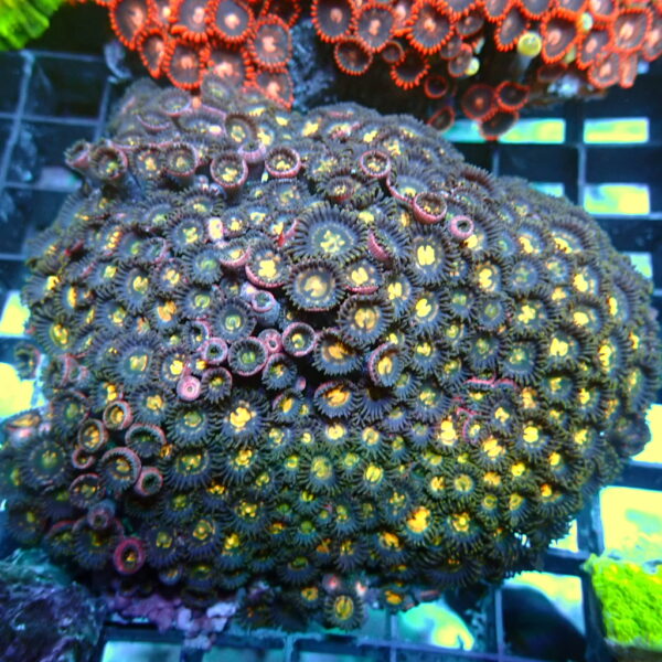 Zoas Garden 2
