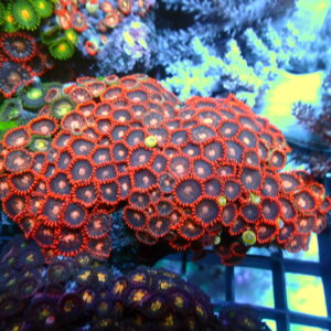 Zoas Garden 3