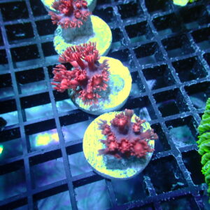 Red Goniopora Frags