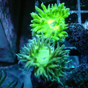 Australian Green Stem Duncan Frag Single Head