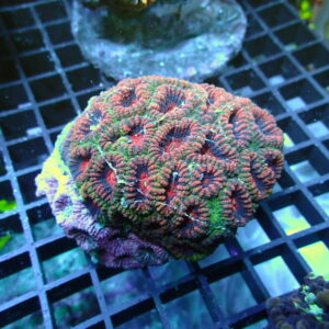 Favia Brain Coral