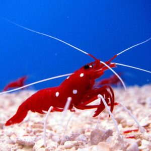 Fire Shrimps
