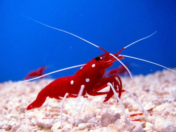 Fire Shrimps
