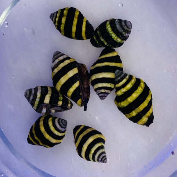 Bumble Bee Snails